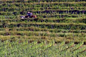 Tractor on a vineyard