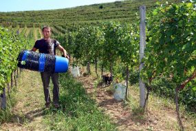 Grape harvest