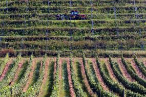 Tractor on a vineyard