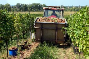 Tractor on a vineyard