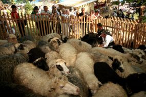 Sheeps