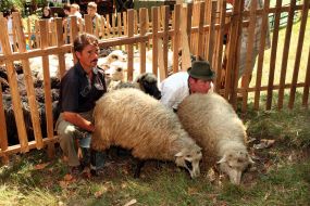 Sheeps