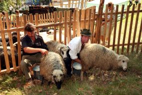 Sheeps