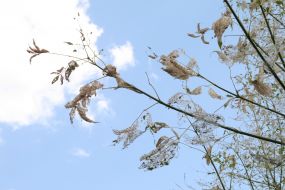Nests of caterpillars