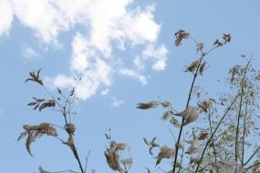 Nests of caterpillars