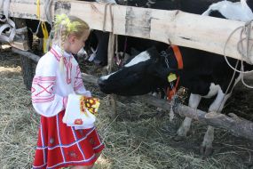 Девочка стоит возле коровы