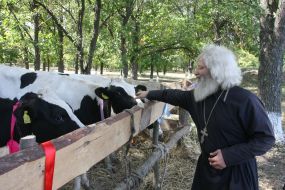 Священнослужитель гладит корову