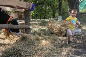 Маленький мальчик несет сено