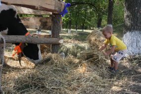 Маленький мальчик несет сено