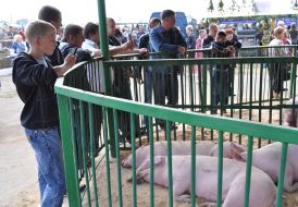 Pigs