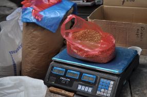 Buckwheat