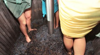 Girls presses a vine by feet