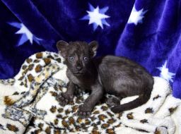 Leopard cub