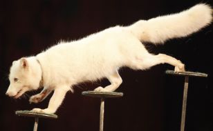 Arctic fox performs circus