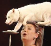 Arctic fox performs circus
