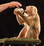 Monkey drinks from a bottle