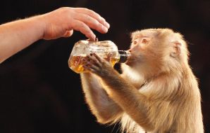 Monkey drinks from a bottle