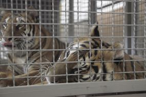 Tigers in a cage