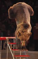 Bear performs circus