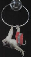 Monkey performs a circus act