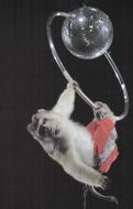 Monkey performs a circus act
