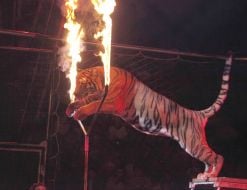 Tiger jumping through flaming hoop