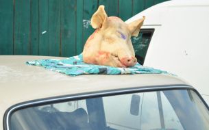 Head of pig