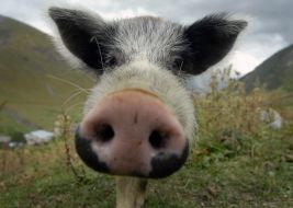 Pigling