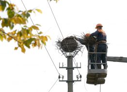 Подъем гнезда аистов на платформу