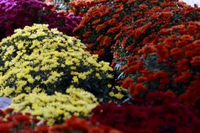 Chrysanthemums 