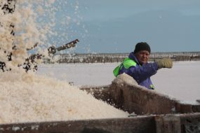 Marine salt mining on Sasyk-Sivash lake