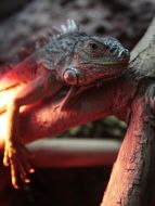 Iguanid