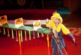 Ferrets-show under the direction of Olga Averyushkina