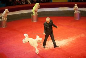 Trained dogs Peter Prostetsova
