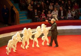 Trained dogs Peter Prostetsova