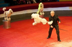 Trained dogs Peter Prostetsova