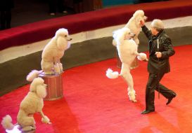 Trained dogs Peter Prostetsova