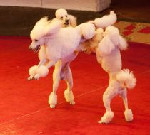 Дрессированные собаки Петра Простецова