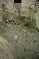 Workers of fish industry