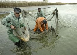 Workers of fish industry