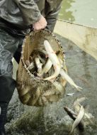Pike