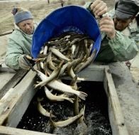 Workers of fish industry