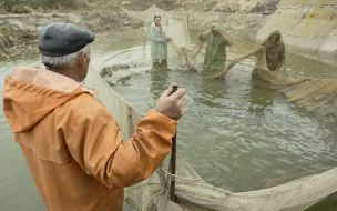 Workers of fish industry