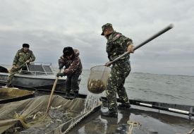 Workers of fish industry