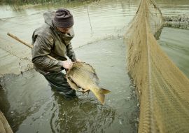 Fish
