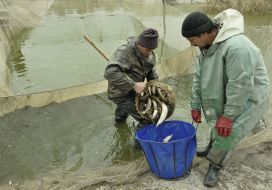 Workers of fish industry