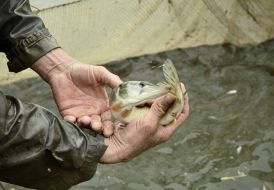 Pike