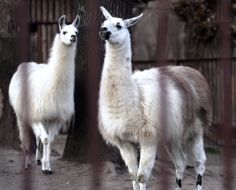 Lamas