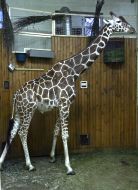 Giraffe in the winter enclosure