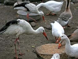 Аисты и гуси